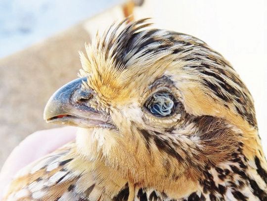 In late May, the U.S. Food and Drug Administration put its stamp of approval on QuailGuard, a medicated feed for controlling parasites like eyeworms and cecal worms in wild quail populations. The FDA’s approval of QuailGuard comes on the heels of nine years of research and an extensive app...