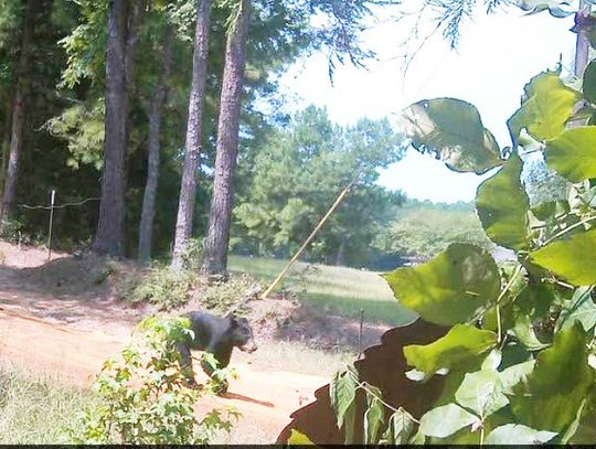 Anecdotal Black Bear Sightings in Freestone County?