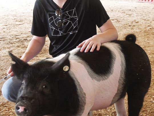 Obie Crook, pictured with his market swine Lefty, is ready for the 2024 Freestone County Fair which starts next week at the W.L. Moody Reunion Fairgrounds in Fairfield. Photo by Mitchell Pate/ Fairfield Recorder