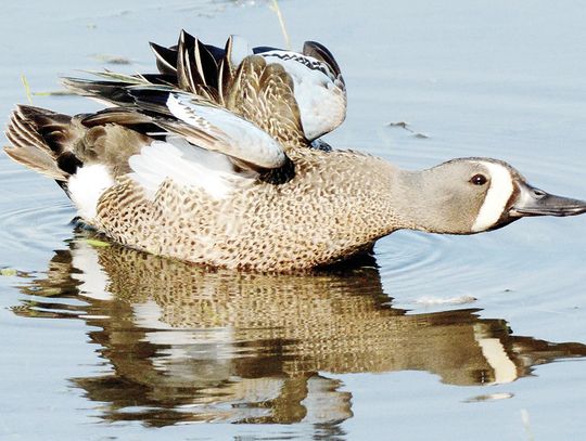 Drake blue wings have a slate gray head and neck, a black-edged white crescent in front of the eyes and a blackish crown. USFWS Photo