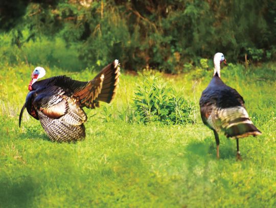 Luke captured this image last week close to home during a spring turkey ‘hunt’ with his Nikon camera. Courtesy Photo