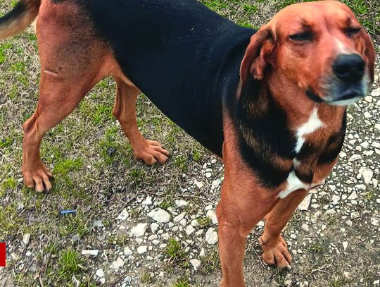 I’m looking for a forever home!