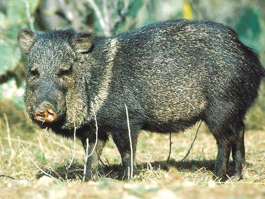 The Boone and Crockett Club recently announced plans to create a new big game records category for javelina. Texas wildlife leaders were instrumental in leading the charge for the change. TPWD Photo, Chase Fountain