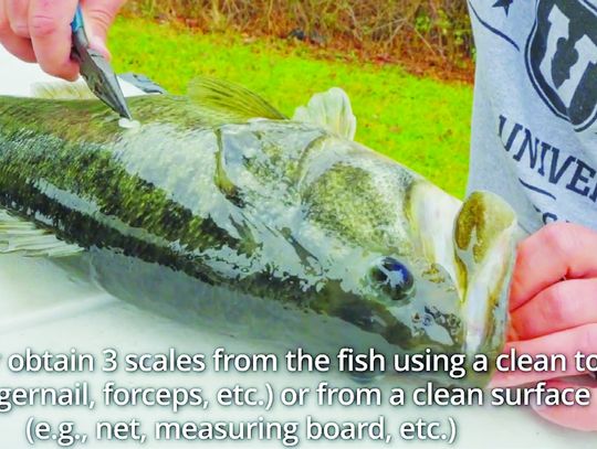 TPWD is encouraging recreational anglers and fishing guides alike to to submit scale samples of ShareLunkers for genetics testing. The testing provides scientists with valuable data about the genetics of wild populations of large bass around the state. TPWD Screenshot Photo