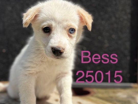 Looking for my forever home!