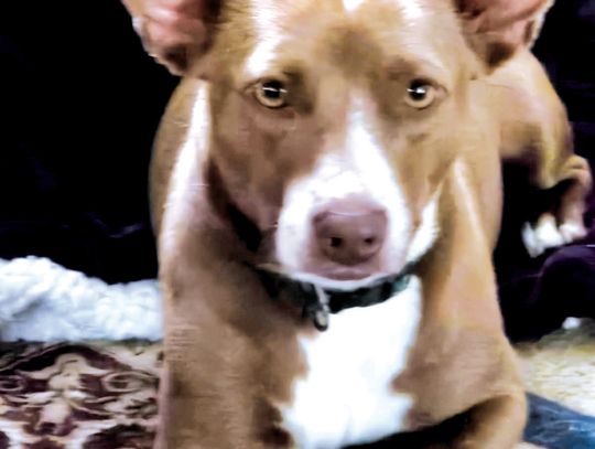 Looking for my forever home!