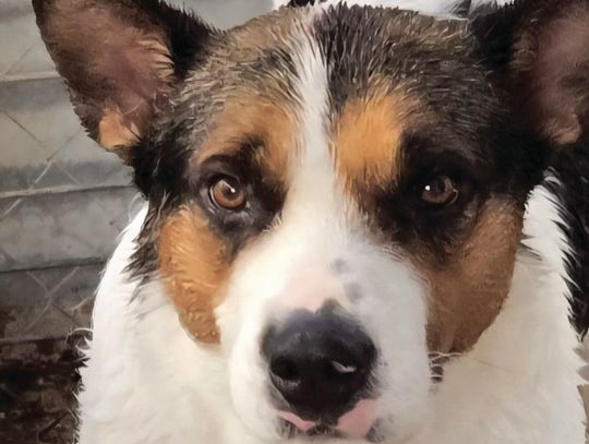 Looking for my Forever Home