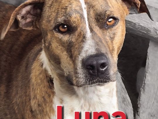 Looking For My Forever Home