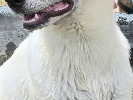 Looking for My Forever Home!
