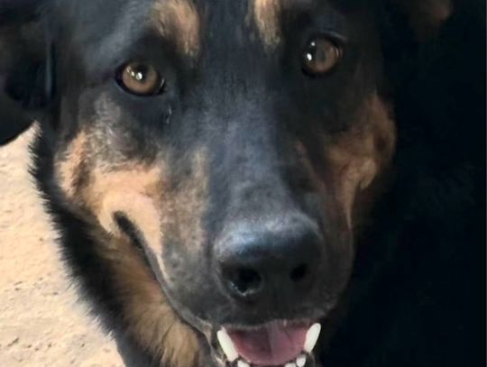 Looking For My Forever Home