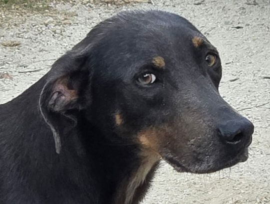 Looking For My Forever Home!