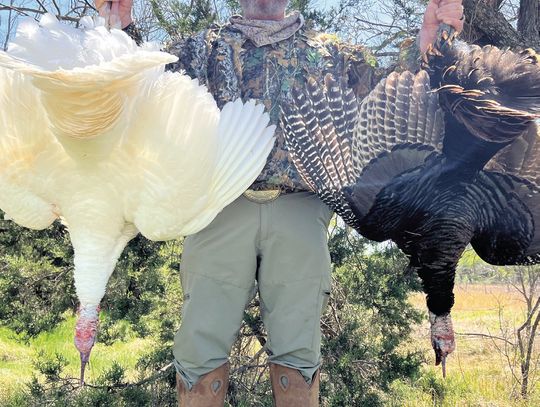 On March 29, Jaret Barrett of Waxahachie was turkey hunting on his 1,000-acre lease in Eastland County when he bagged a pair of Rio Grande gobblers at 40 yards. One of the gobblers had snow-white plumage that is considered exceptionally rare in the wild. Photo courtesy of Jaret Barrett