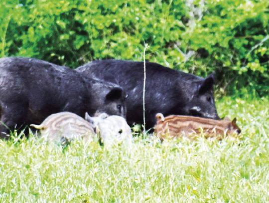Of hogs and catfish