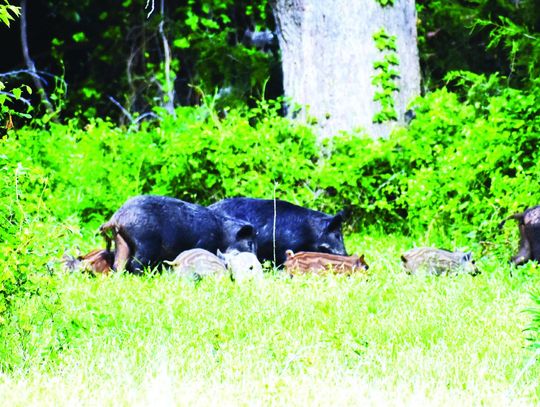 Of hogs and catfish