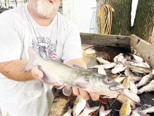 Cedar Creek Lake guide Jason Barber with a good ‘mess’ of channel catfish he and Luke landed using cane poles and fishing off the bank. Courtesy Photo
