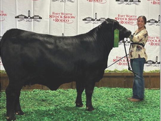 Elizabeth Pillans, a senior at Fairfield HIgh School, grabs sixth place in her class with her Brangus heifer at the Fort Worth Stock Show on Saturday morning, Jan. 25. Courtesy Photo