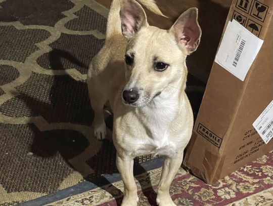 Sarah is looking for a forever home