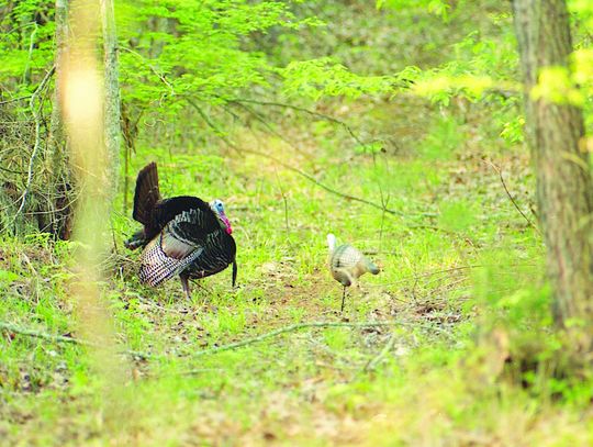 A gobbler coming to a call is constantly looking for the source. A hen decoy can at times mak e a wary gobbler go ahead an commit. Photo by Matt Williams