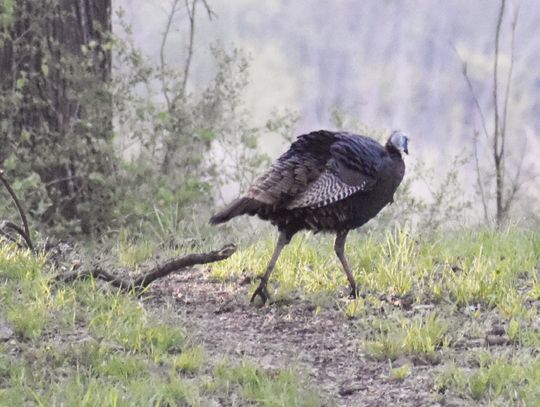 Wildlife close to home