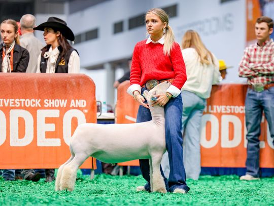 York’s Reserve Champion Lamb Goes for $42,000 at HLSR