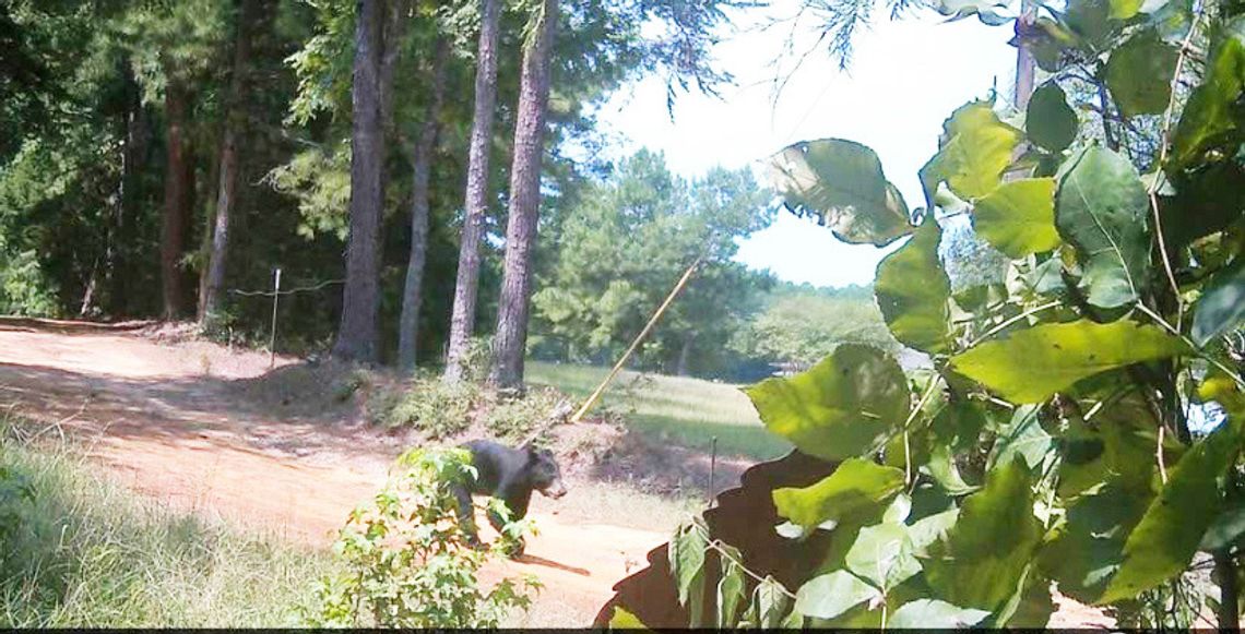 Anecdotal Black Bear Sightings in Freestone County?