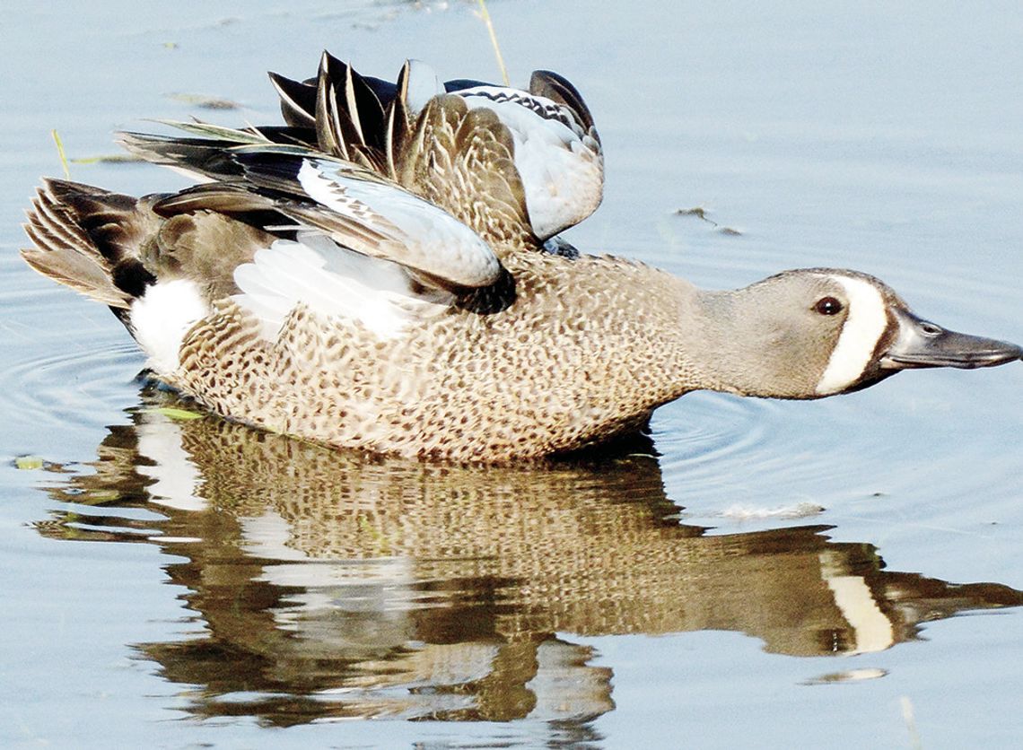 Drake blue wings have a slate gray head and neck, a black-edged white crescent in front of the eyes and a blackish crown. USFWS Photo