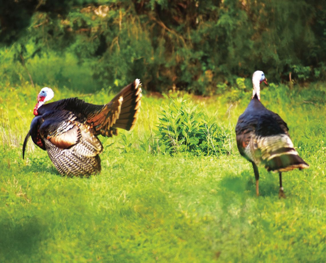 Luke captured this image last week close to home during a spring turkey ‘hunt’ with his Nikon camera. Courtesy Photo