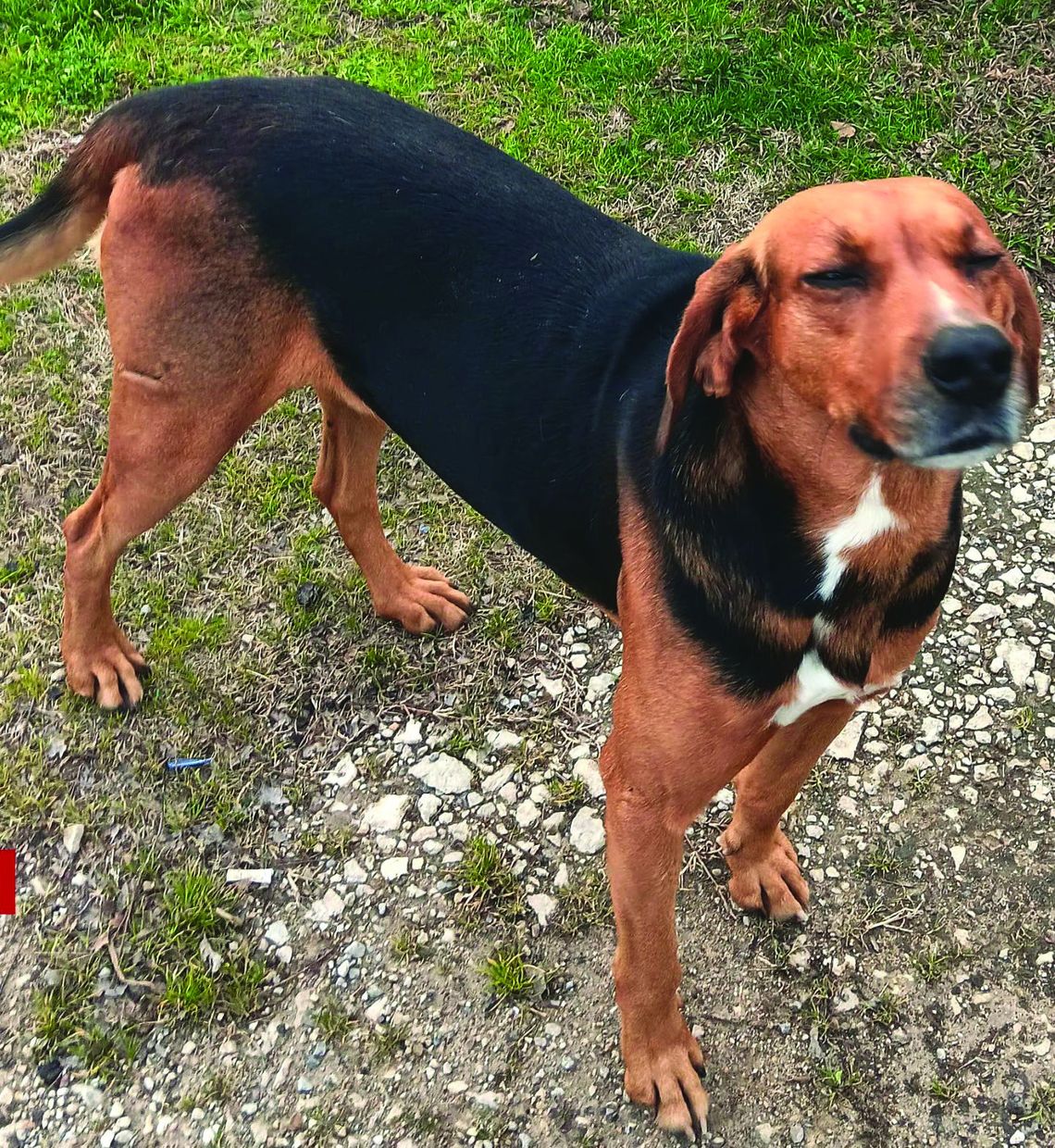 I’m looking for a forever home!