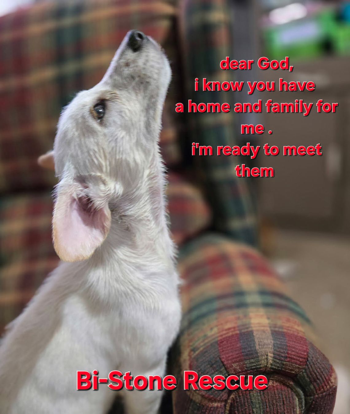 I’m looking for my forever home!