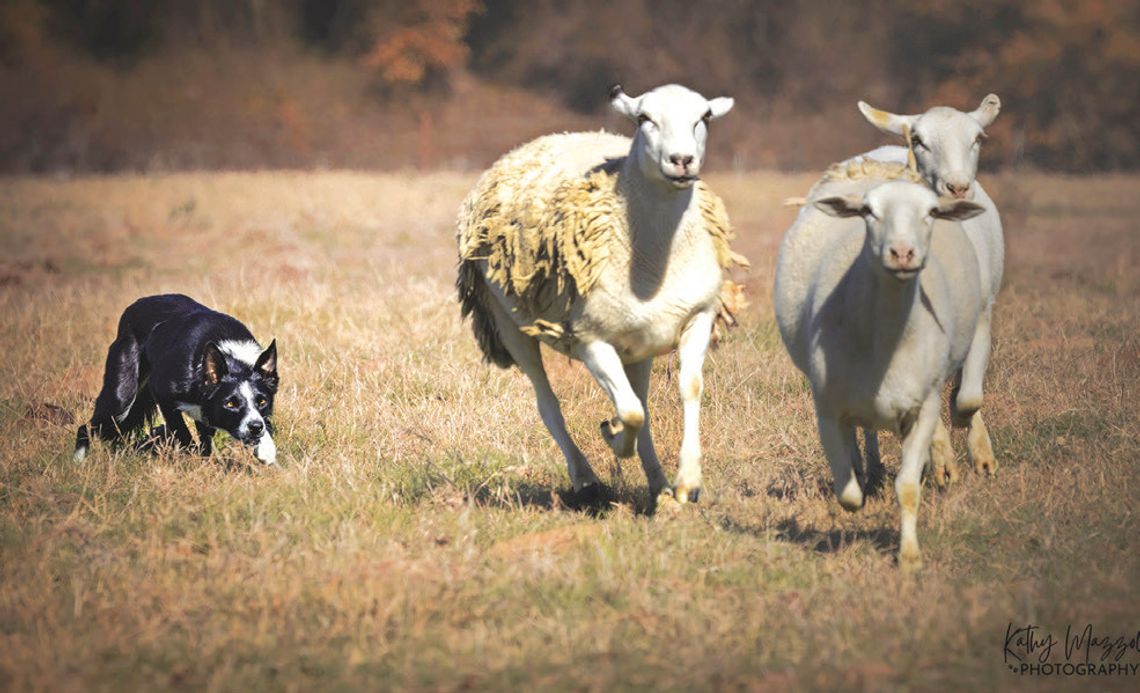 Inaugural Limestone County Sheepdog Trials set for June 7-8