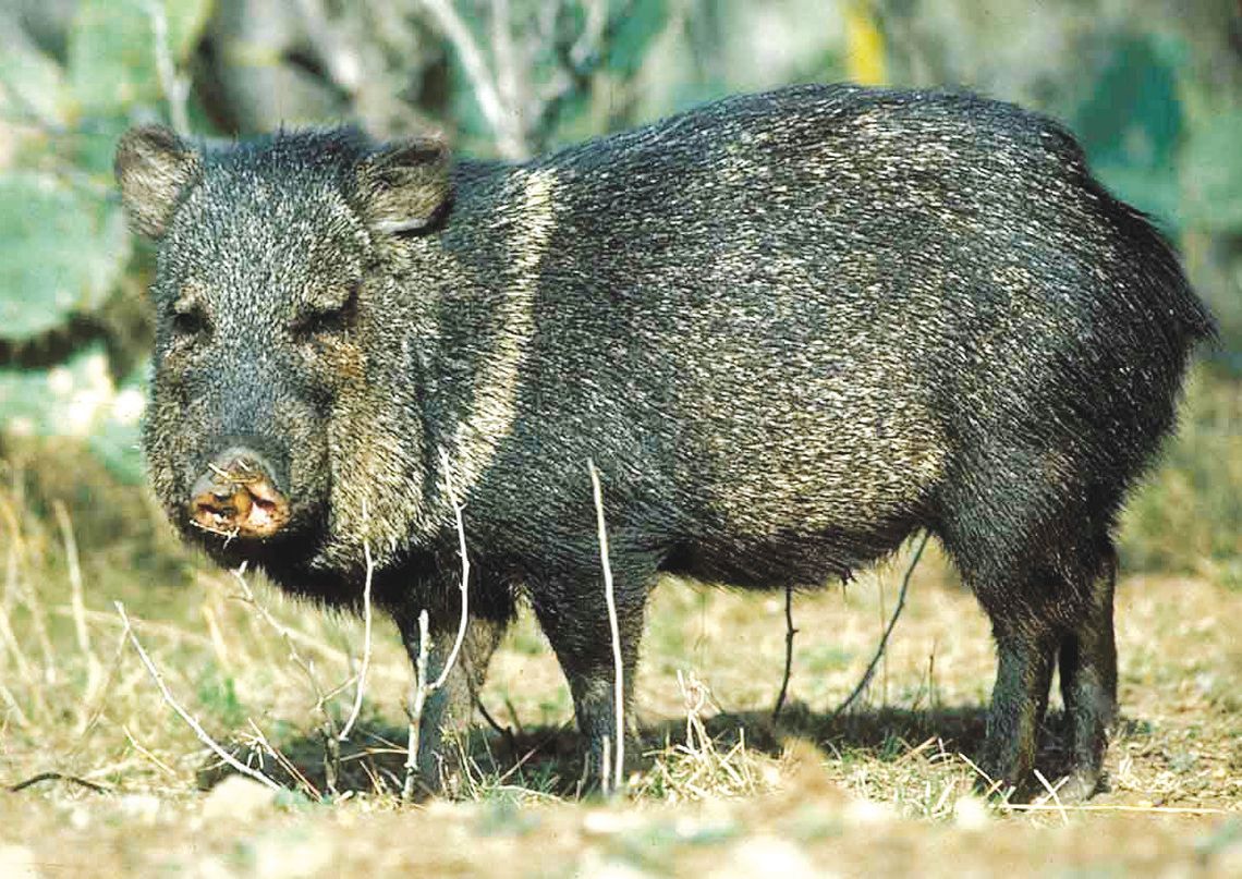 The Boone and Crockett Club recently announced plans to create a new big game records category for javelina. Texas wildlife leaders were instrumental in leading the charge for the change. TPWD Photo, Chase Fountain
