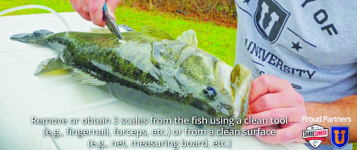 TPWD is encouraging recreational anglers and fishing guides alike to to submit scale samples of ShareLunkers for genetics testing. The testing provides scientists with valuable data about the genetics of wild populations of large bass around the state. TPWD Screenshot Photo