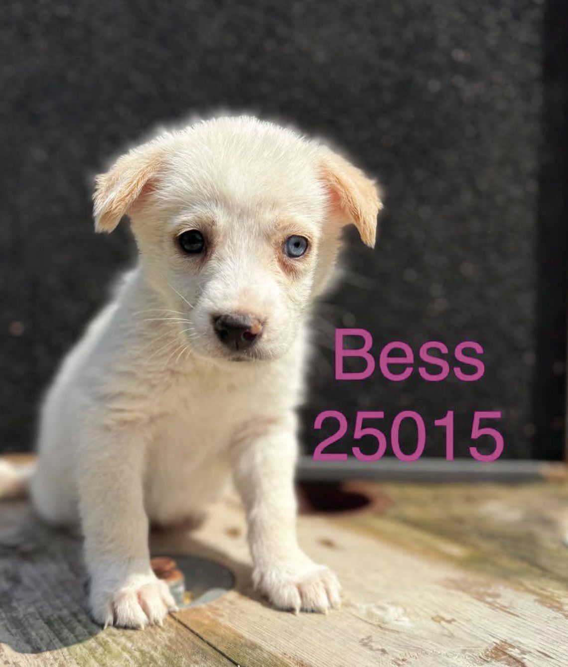 Looking for my forever home!