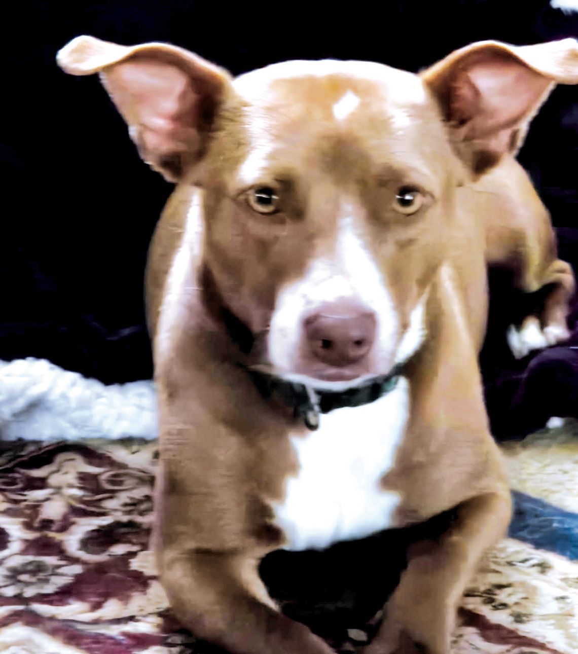 Looking for my forever home!