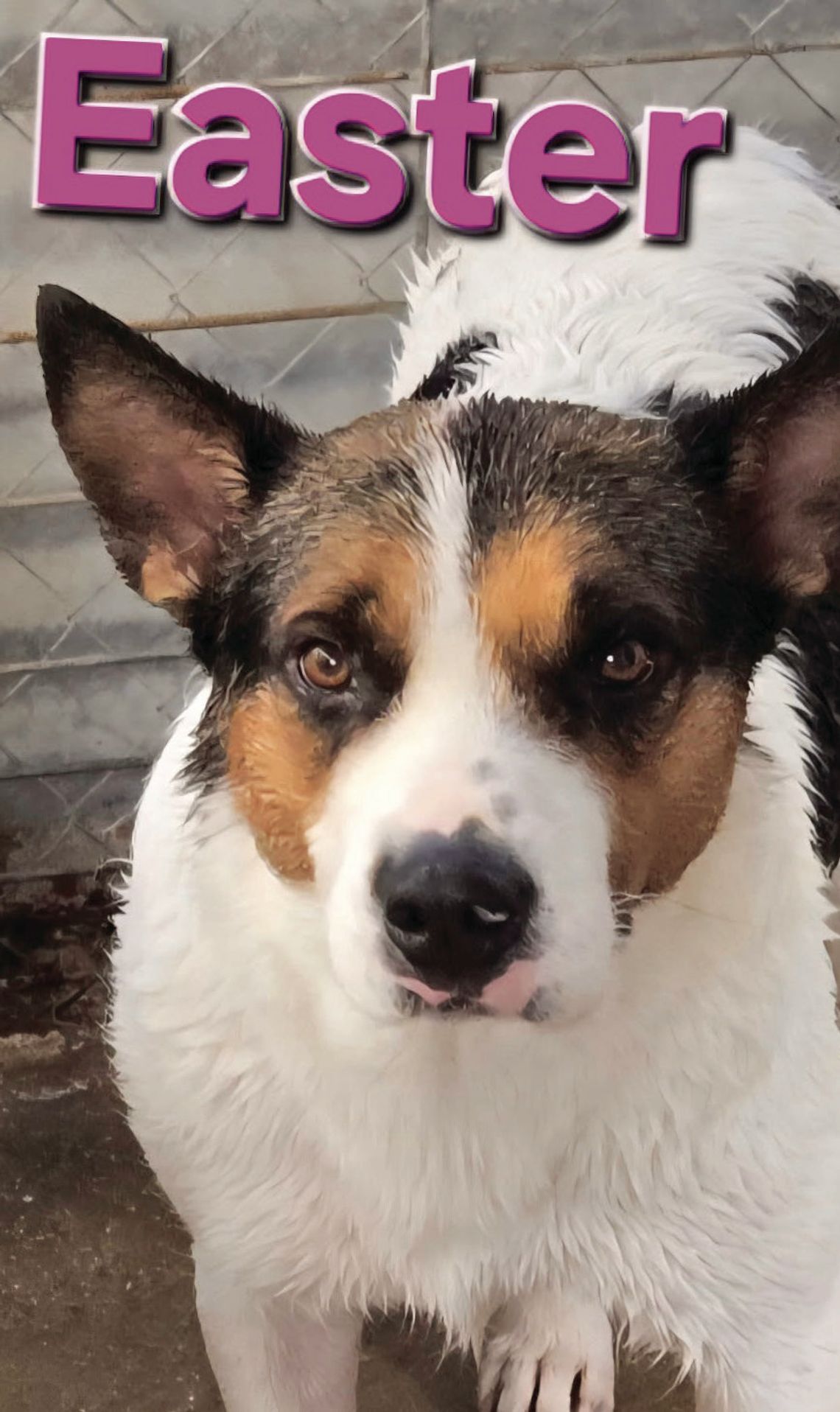 Looking for my Forever Home Looking for my Forever Home