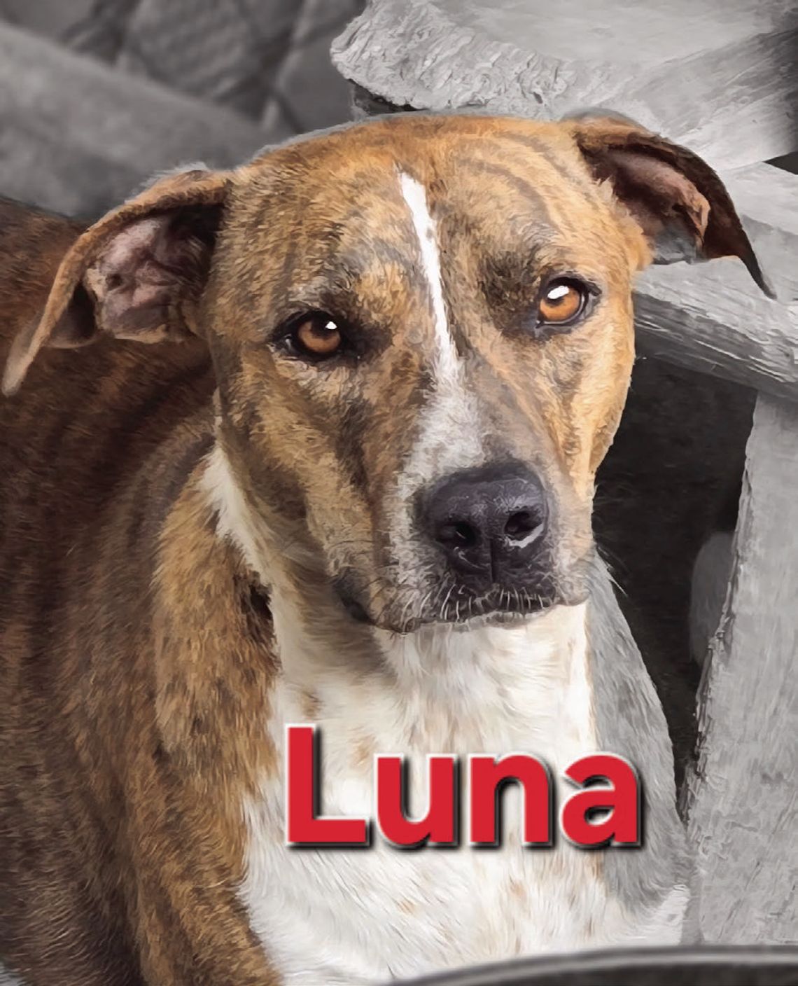 Looking For My Forever Home