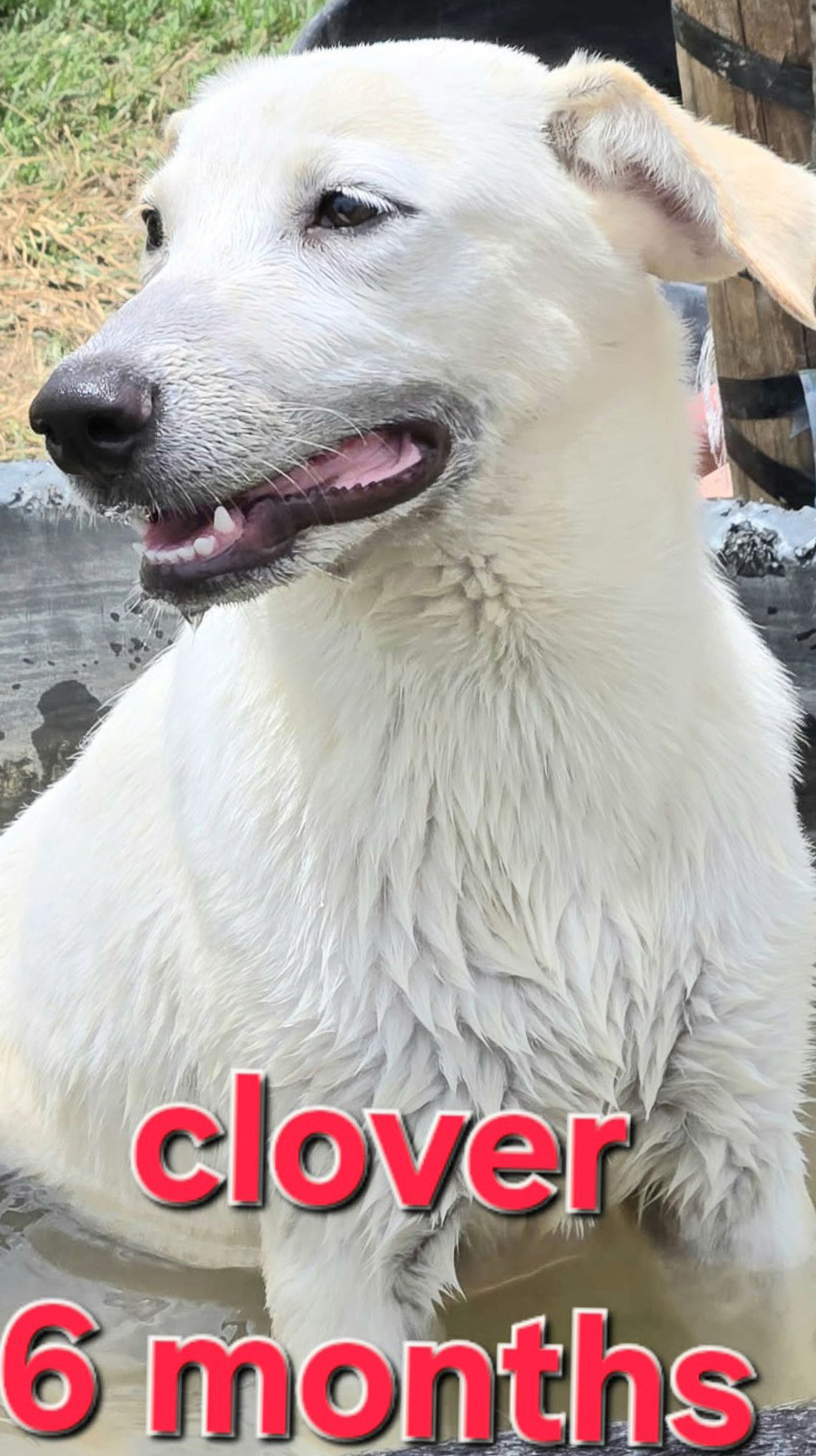Looking for My Forever Home!
