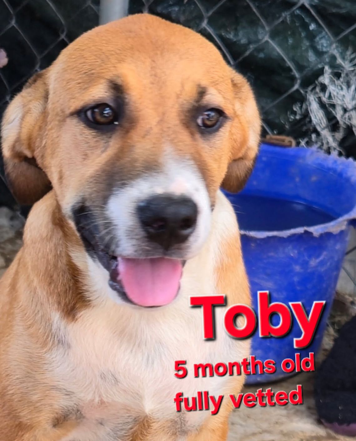Looking for My Forever Home!