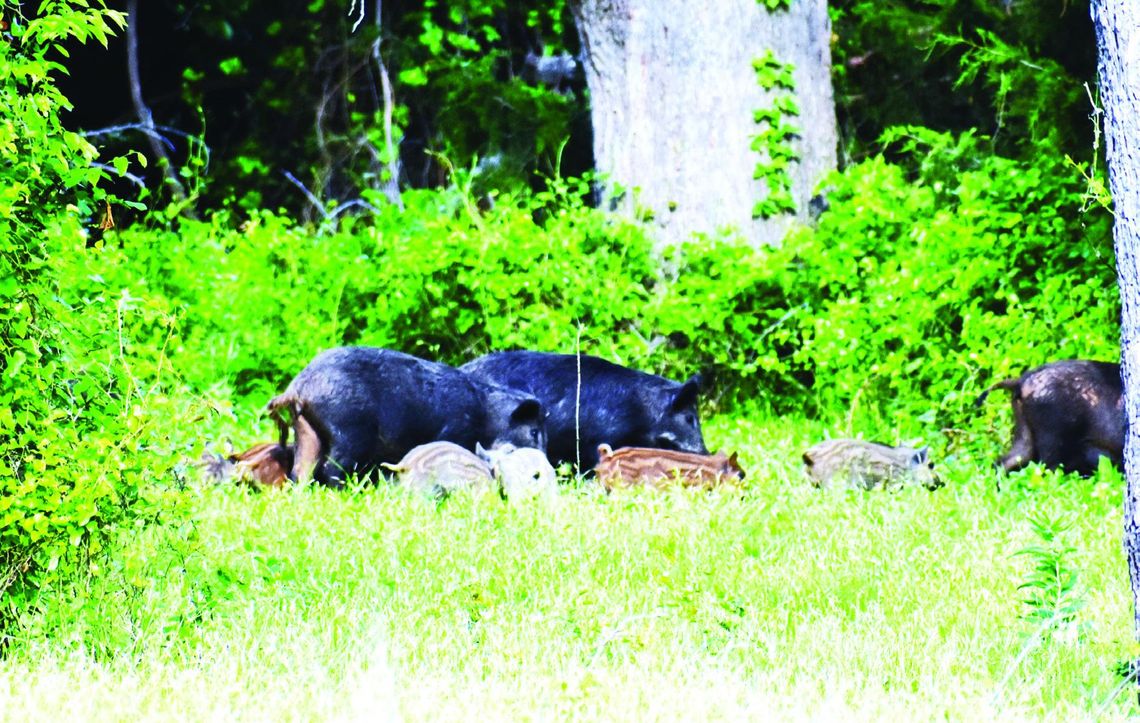 Of hogs and catfish