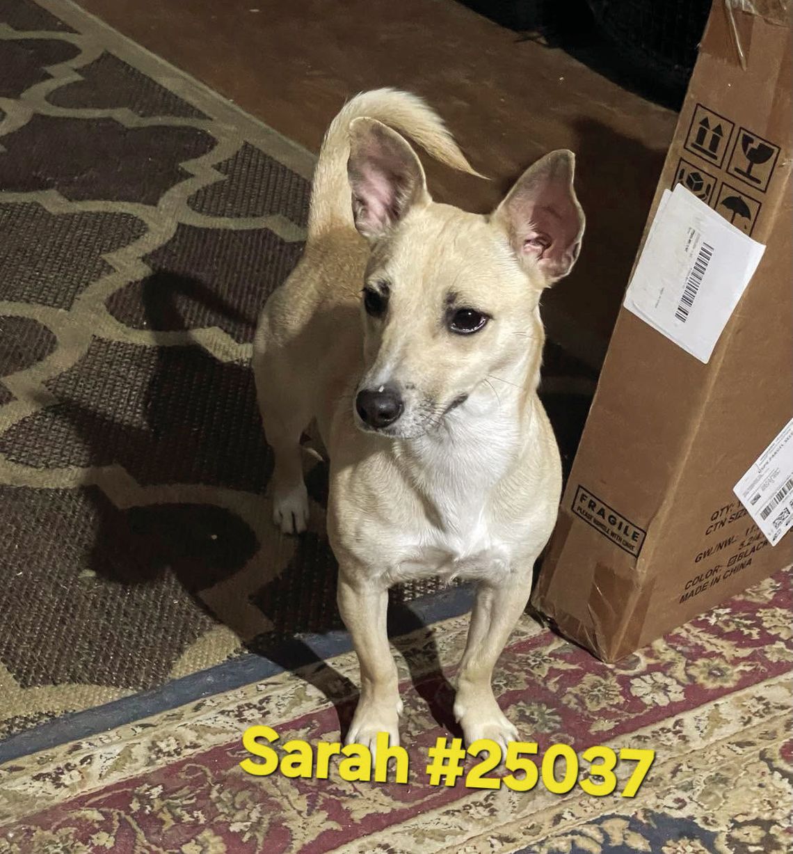 Sarah is looking for a forever home