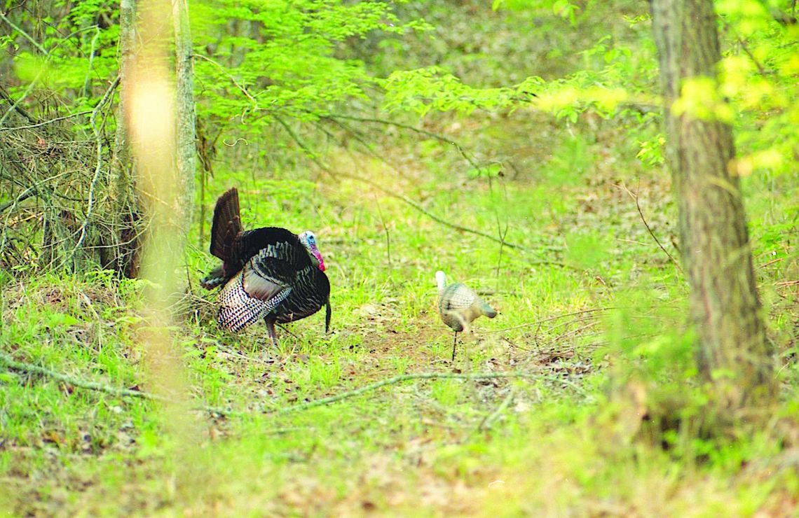 A gobbler coming to a call is constantly looking for the source. A hen decoy can at times mak e a wary gobbler go ahead an commit. Photo by Matt Williams