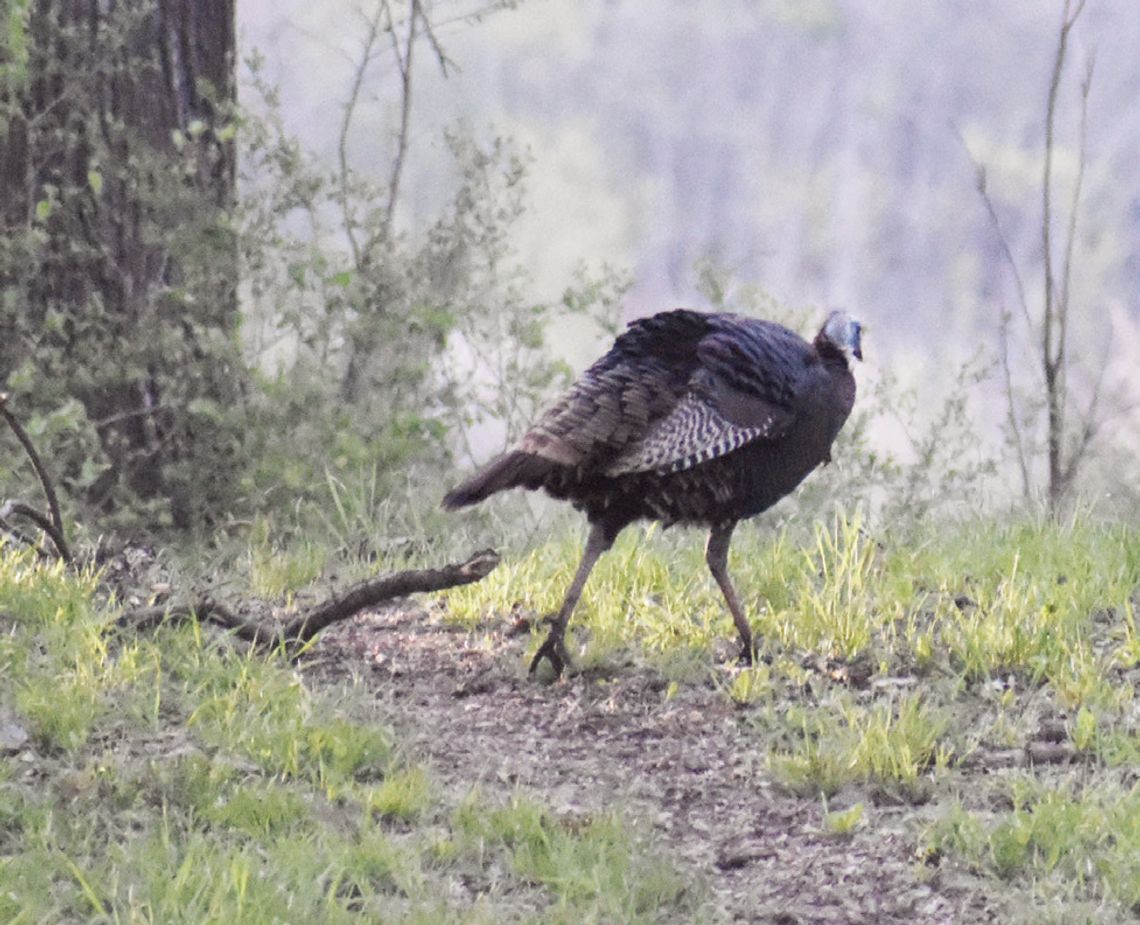 Wildlife close to home